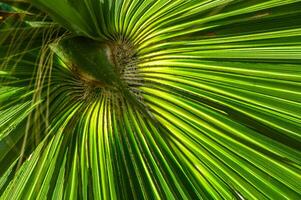 Close up green palm leaf texture, abstract palm leaf horizontal background photo