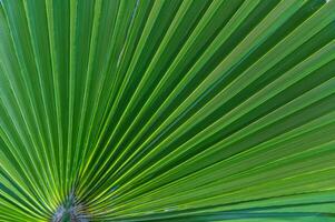 Close up green palm leaf texture, abstract palm leaf horizontal background 1 photo