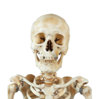 Human Bones Skeleton on Transparent Background png