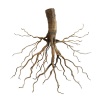Tree with Roots on Transparent Background png