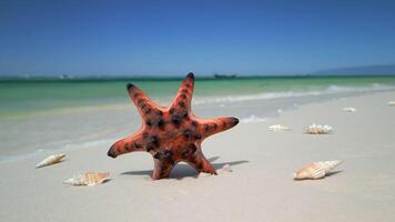 Tropical beach with red starfish and shells on Phu Quoc Island, Vietnam video