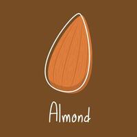Almond . Almond on white background. vector