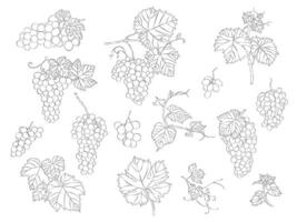 Grapes, leaves and beans hand-draw sketches. Collection of isolated outline objects on a white editable background. vector