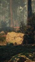Sequoia Forest Full of Trees and Rocks video