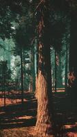Sequoia Forest, Dense Canopy of Towering Trees video