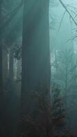 Majestic Sequoia Forest - Towering Trees in Abundance video