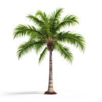 a palm tree on transparent background png