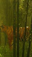 tiger in a bamboo thicket motionless as it sniffs and listens for its quarry video
