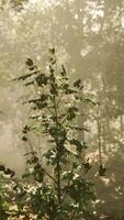 Forest of Trees illuminated by sunbeams through fog video