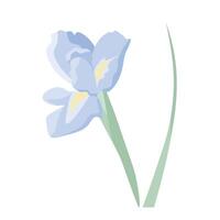 Iris flower, isolate on white, muted colors, flat style vector