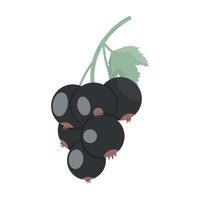 Currant branch, isolate on white, muted colors, flat style vector