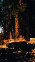 Sun's rays casting a warm glow on the park's trees video
