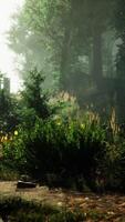 mystical forest with fog and shining behind trees video