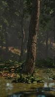 Rays of light falling through the mist and trees in the swamp video