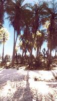 View of nice tropical beach with palms around video
