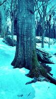 Pine trees covered with snow on frosty evening video