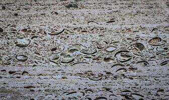 rock texture of the shellfish photo