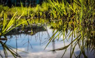 An old flooded swamp close up photo