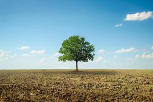 A single tree in a vast, barren field, isolation and solitude concept photo