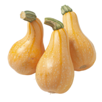 Butternut Squash, fruit realistic Illustration. Realistic Transparent file. Mockup template for artwork graphic design png