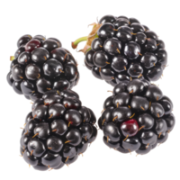 Blackberry, fruit realistic Illustration. Realistic file. Mockup template for artwork graphic design png
