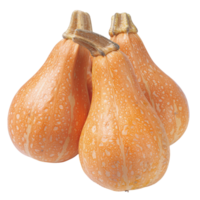 Butternut Squash, fruit realistic Illustration. Realistic Transparent file. Mockup template for artwork graphic design png