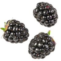 Blackberry, fruit realistic Illustration. Realistic file. Mockup template for artwork graphic design png