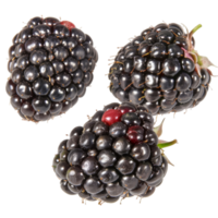 Blackberry, fruit realistic Illustration. Realistic file. Mockup template for artwork graphic design png