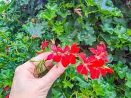 Pelargonium peltatum grows and blooms in the garden in summer photo