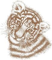 Tiger drawn by hand on a white background vector