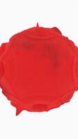 Vibrations on surface of ball on white background. Design. 3D colored ball rotates and oscillates on surface. Looped waves and vibrations on surface of ball video