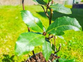 in the main focus are the laurel leaves in the sun. On the background the grass photo