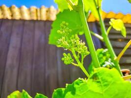 Young inflorescence of grapes on the vine close-up. Grape vine with green leaves photo