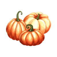 Pumpkins colorful in pile. Harvest Autumn composition. Hand drawn watercolor illustration isolated. Thanksgiving traditional vegetables. Template for invitation, card, Halloween, wrapping, embroidery. png