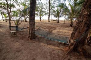 The netted hammock sits on a sandy beach surrounded by coconut trees. photo