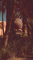 Palm Tree with Falling Coconuts onto the Sand video