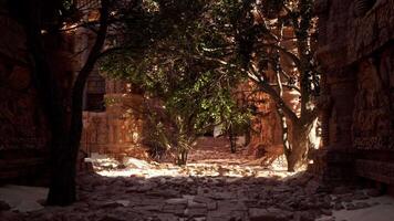 A stone walkway with trees and rocks on the ground video