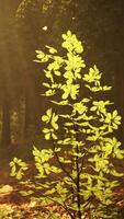 A small tree in the middle of a forest video