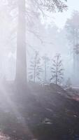 A foggy forest with a trail in the middle of it video