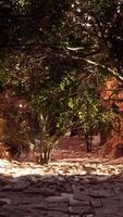 An alley way with trees and rocks on the ground video