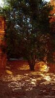A tree in the middle of a stone archway video