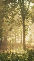 A forest filled with lots of trees and grass video