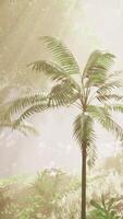 Flüstern Überdachung, ein zauberhaft Versammlung von Palme Bäume im das üppig Urwald video
