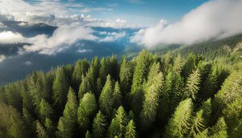 an aerial view of a forest with snow-capped mountains in the background photo