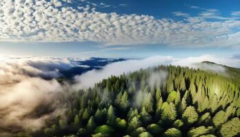 an aerial view of a forest with snow-capped mountains in the background photo