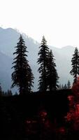 A group of trees that are standing in the grass video