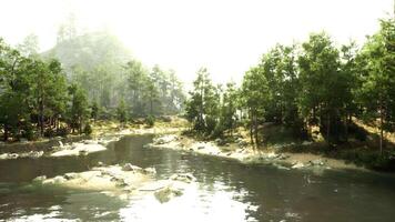 River Flowing Through Tree-Filled Forest video