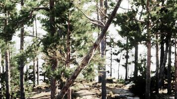 A painting of a forest with trees and rocks video