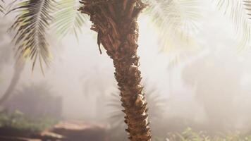 ein Palme Baum im das Mitte von ein nebelig Wald video
