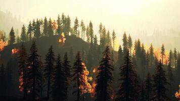 A forest filled with lots of tall trees. beautiful sunset video